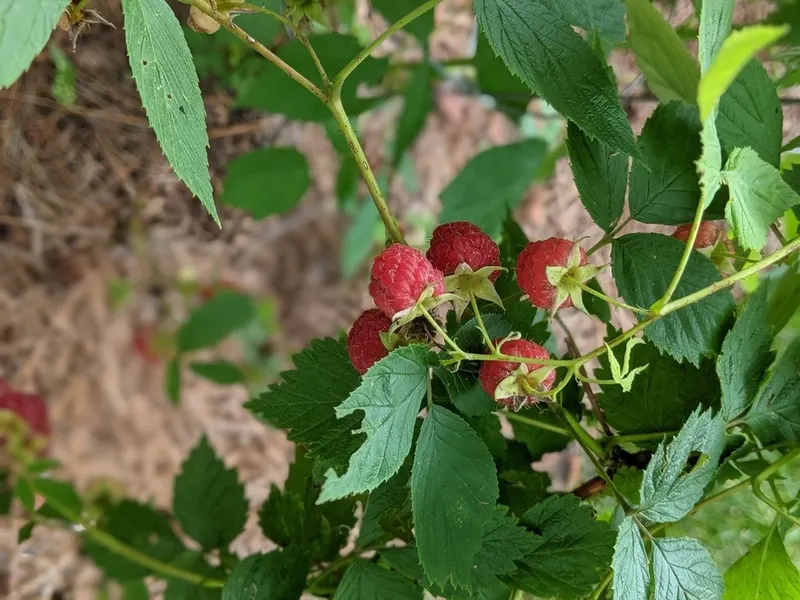 Red raspberries ripening on leafy canes.