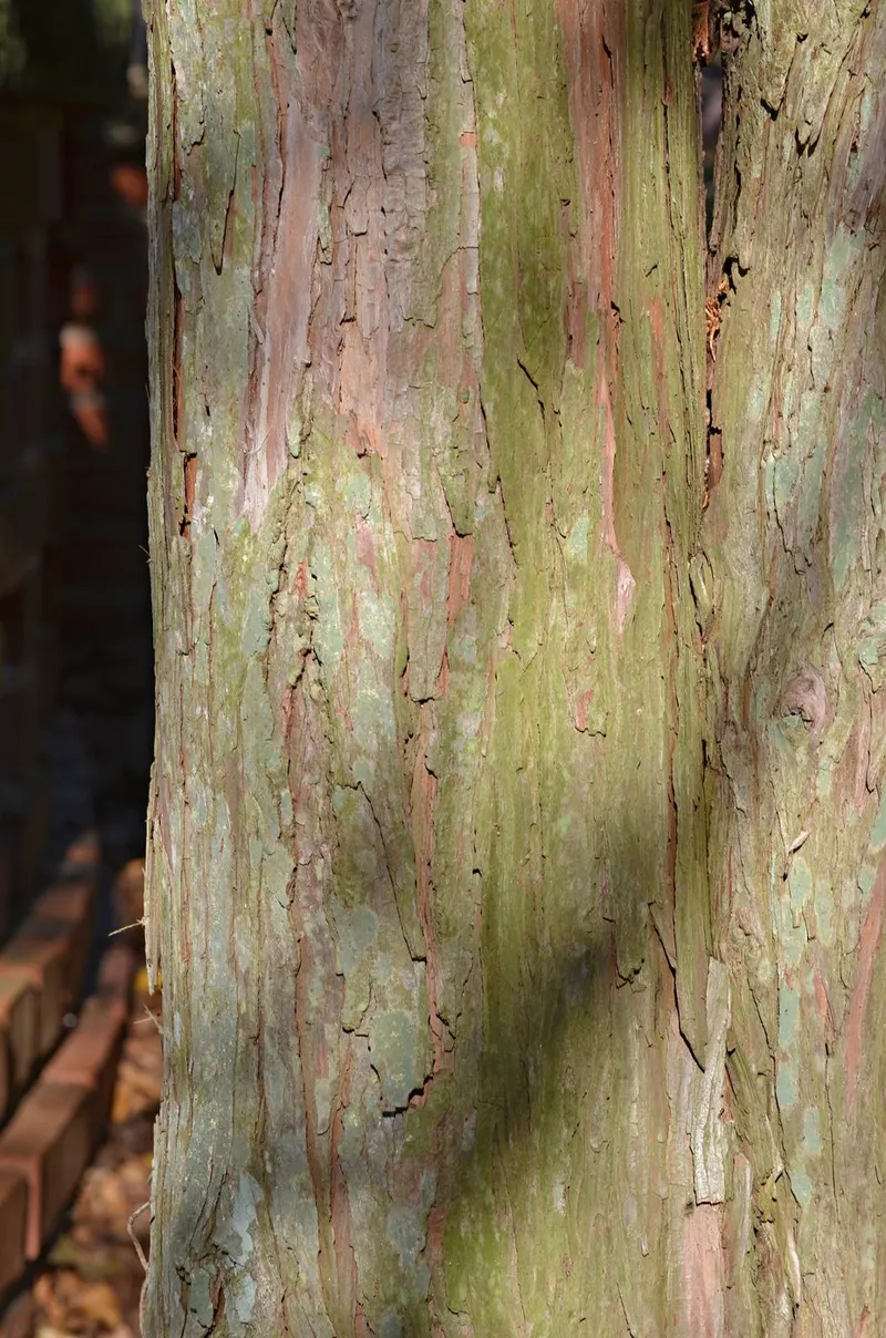 Hinoki cypress tree showing foliage and plant structure.