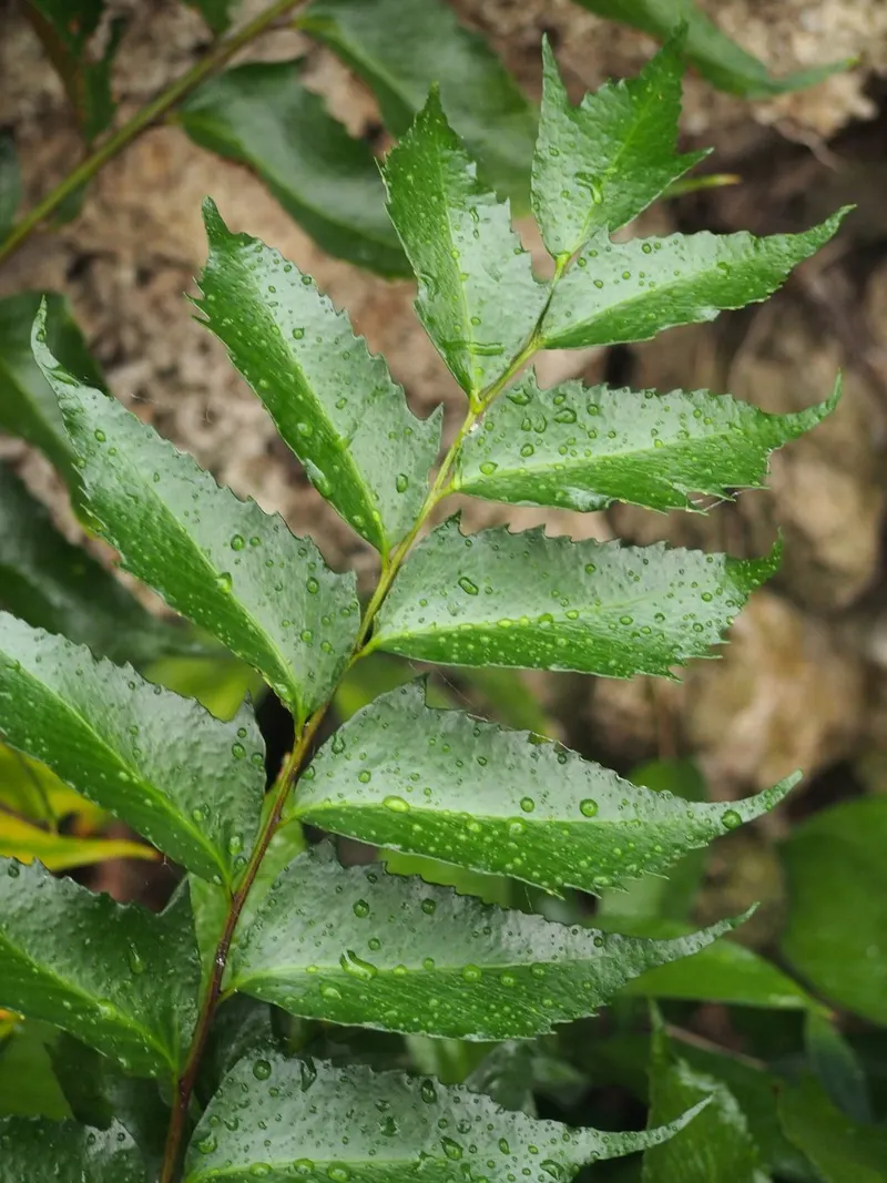 Holly fern plant showing foliage and plant structure.