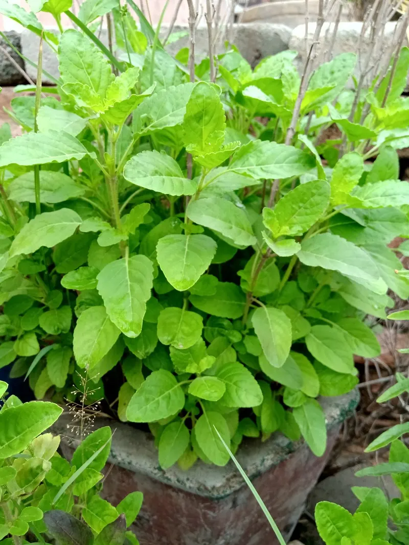 Holy basil tulsi plant showing foliage and plant structure.