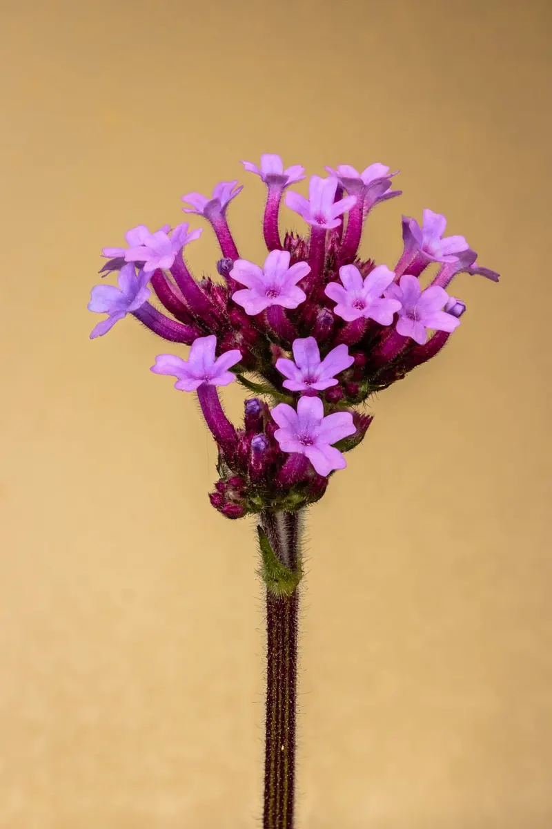 Tall verbena showing slender stems and purple flower clusters.