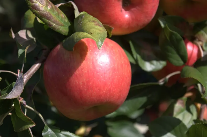 Ripe Honeycrisp apples clustered on a leafy tree branch.
