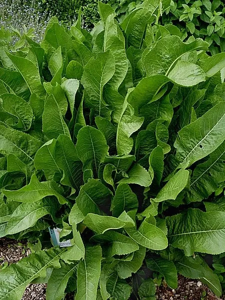 Horseradish plant with broad green leaves.