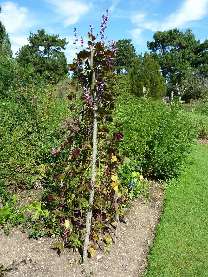 Hyacinth bean vine showing foliage and plant structure.