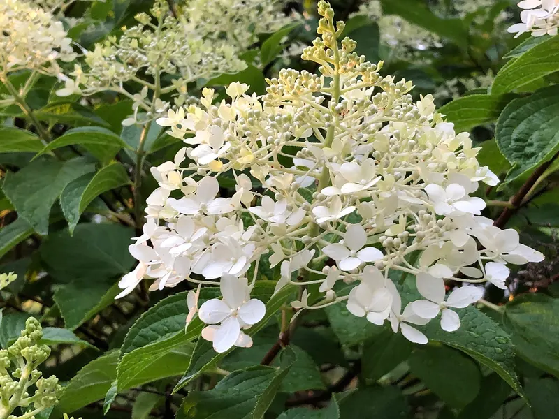 Panicle hydrangea shrub showing large flower clusters and leaves.
