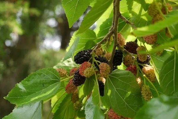Mulberries ripening among green leaves.