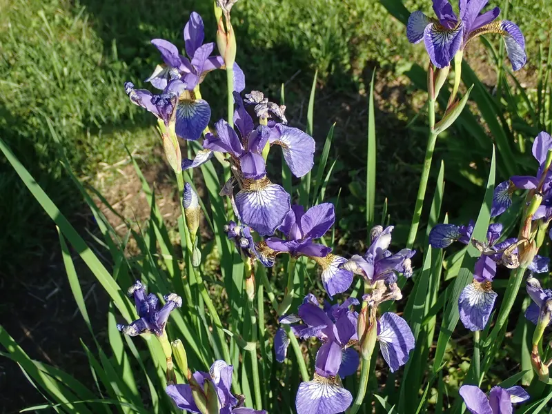 Geisha Girl Japanese iris plant showing foliage and plant structure.