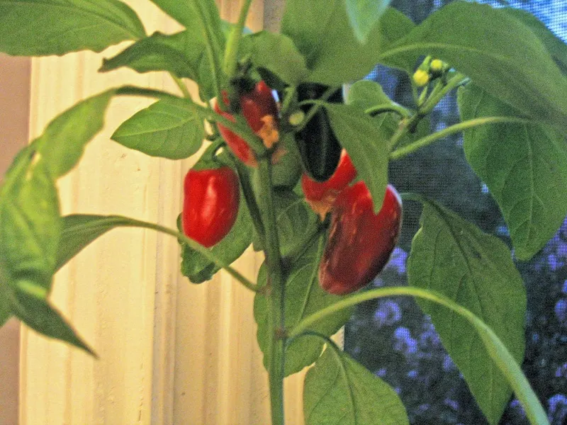 Jalapeno peppers ripening on a leafy plant.
