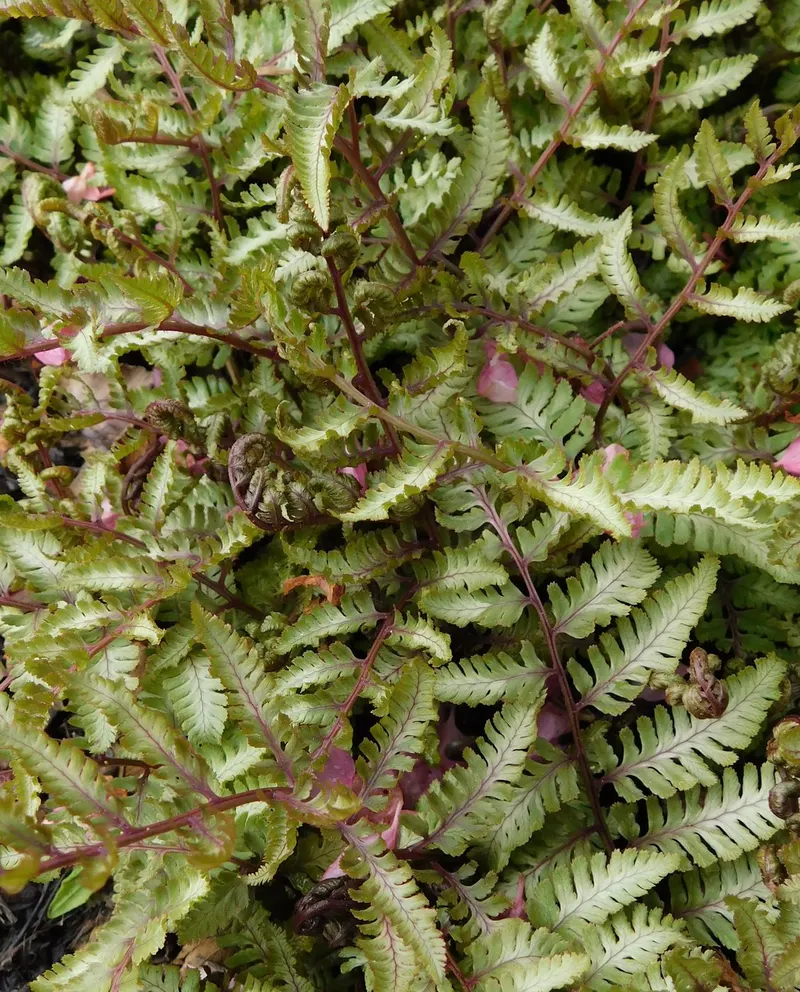 Japanese painted fern plant showing foliage and plant structure.