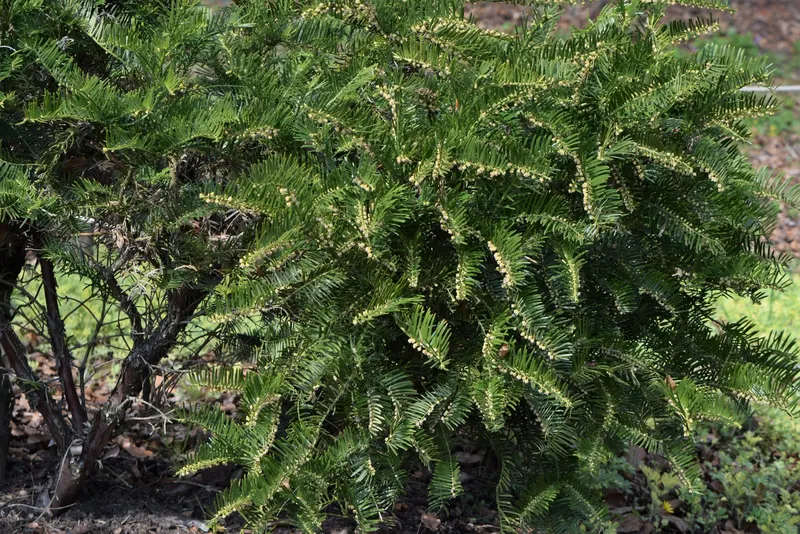 Japanese plum yew shrub showing foliage and plant structure.
