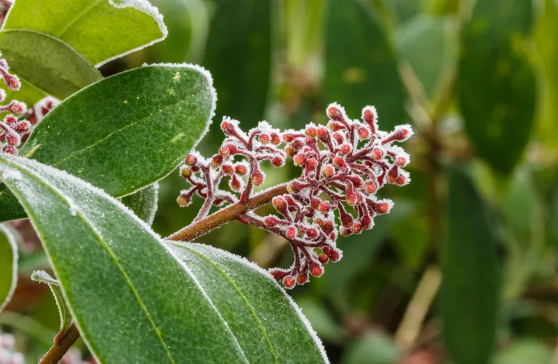 Japanese skimmia shrub showing foliage and plant structure.