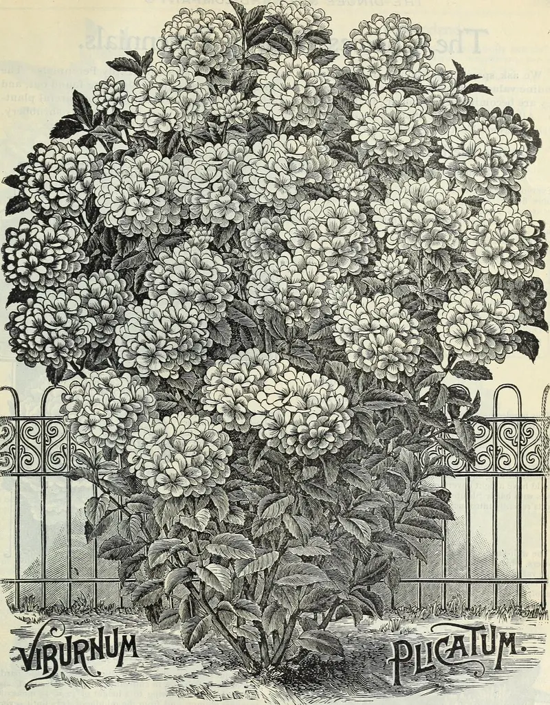 Japanese snowball viburnum shrub showing foliage and plant structure.