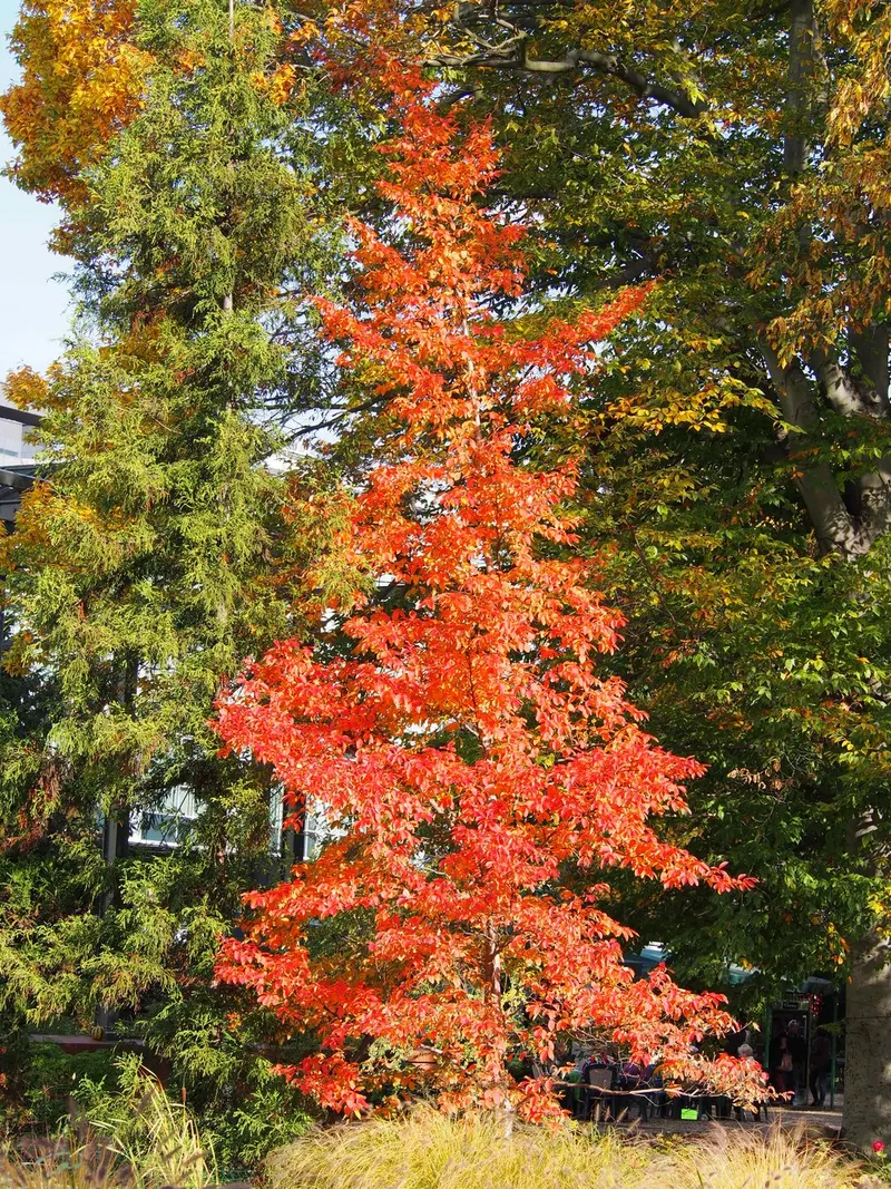 Japanese stewartia tree showing foliage and plant structure.