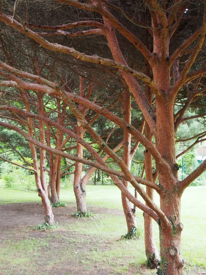 Japanese white pine tree showing foliage and plant structure.