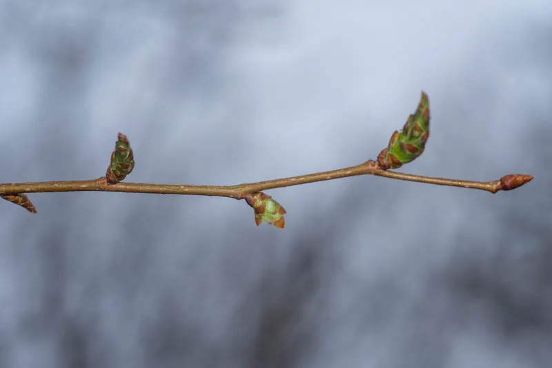 Japanese zelkova tree showing foliage and plant structure.