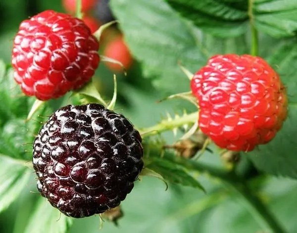 Dark raspberries ripening among green leaves.