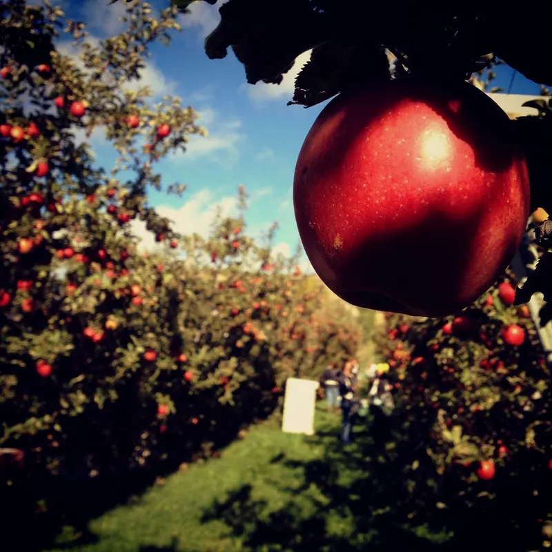 Jonagold apple fruit ripening on a tree in an orchard.