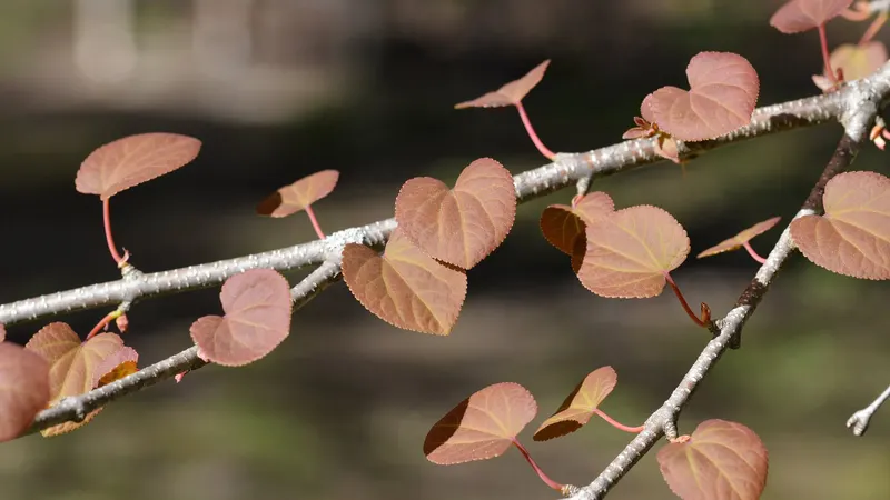 Katsura tree tree showing foliage and plant structure.