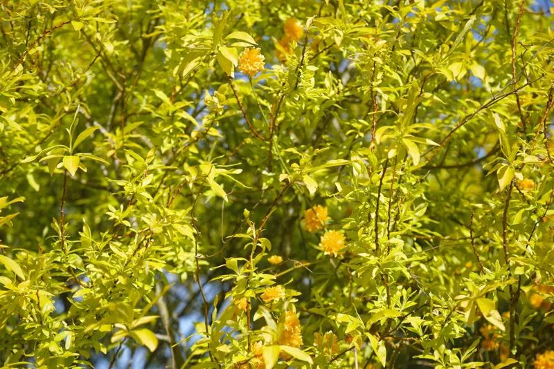 Kerria japonica shrub showing foliage and plant structure.