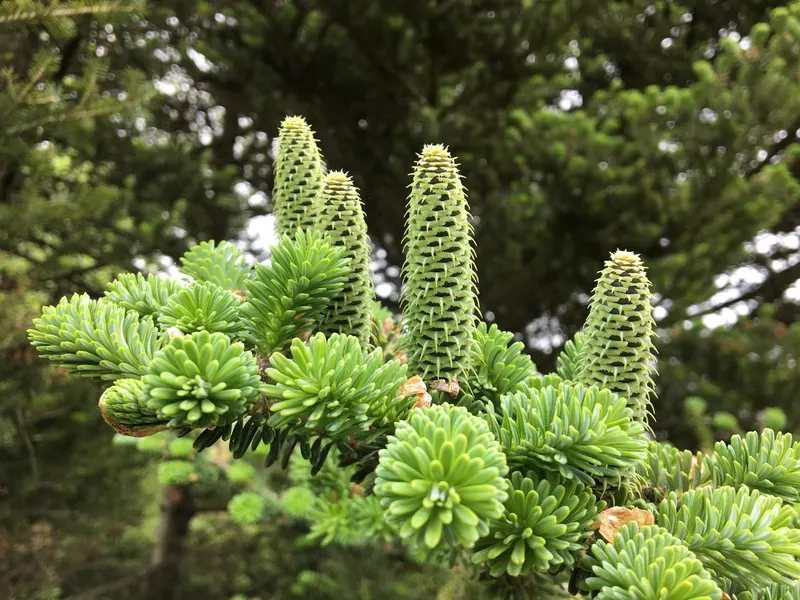 Korean fir tree showing foliage and plant structure.