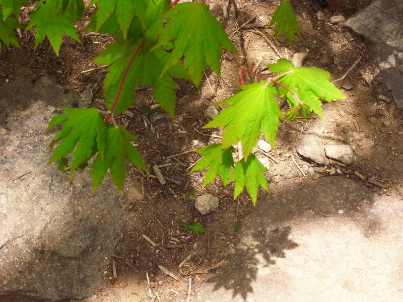 Korean maple tree showing foliage and plant structure.