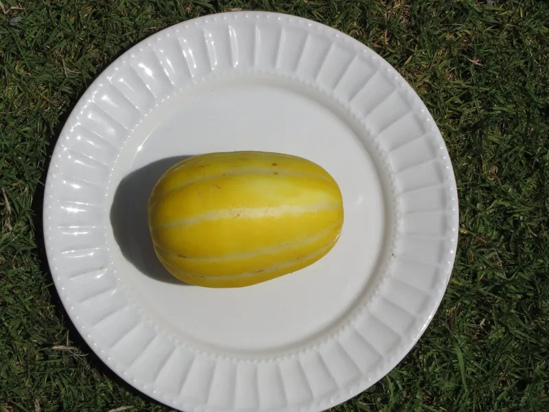 Korean melon vine showing foliage and plant structure.