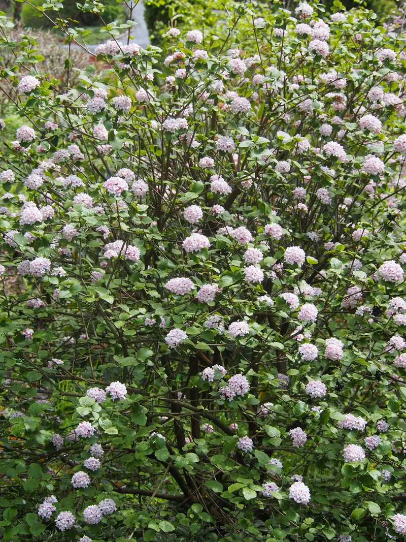 Korean spice viburnum shrub showing foliage and plant structure.