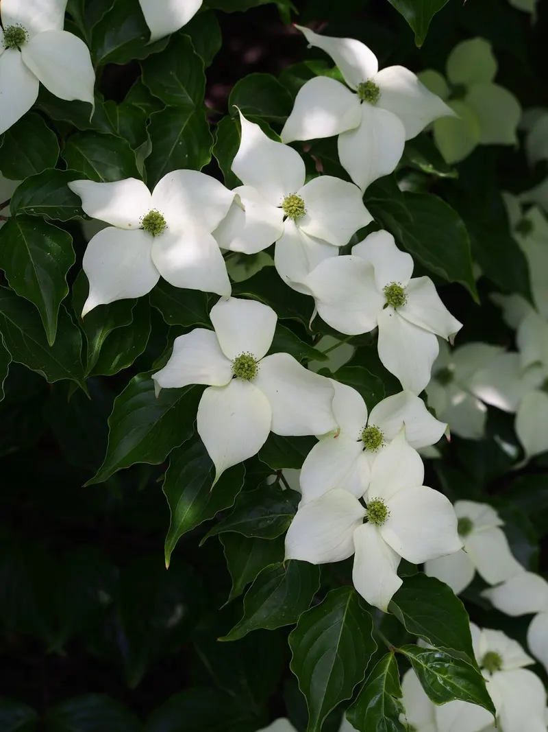 Kousa dogwood tree showing foliage and plant structure.