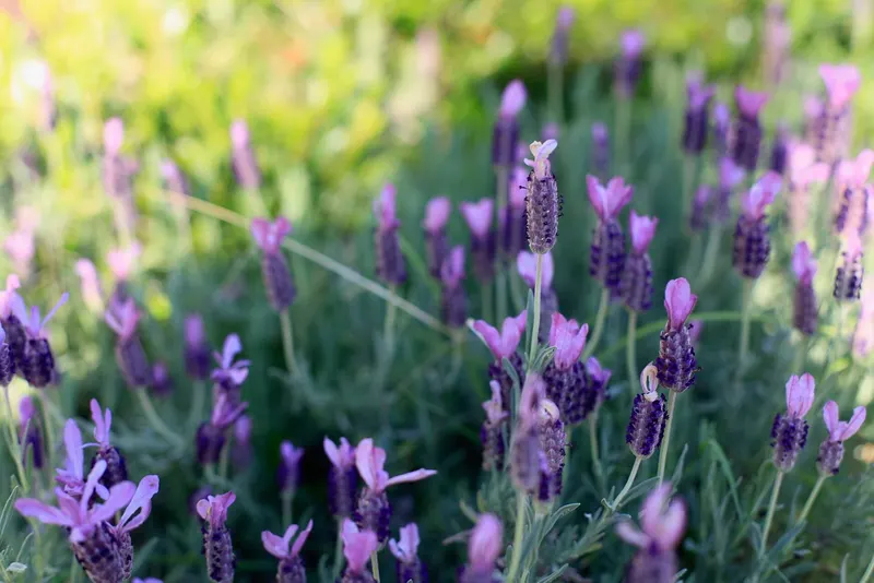 Phenomenal lavandin shown with gray-green foliage and purple flower spikes.