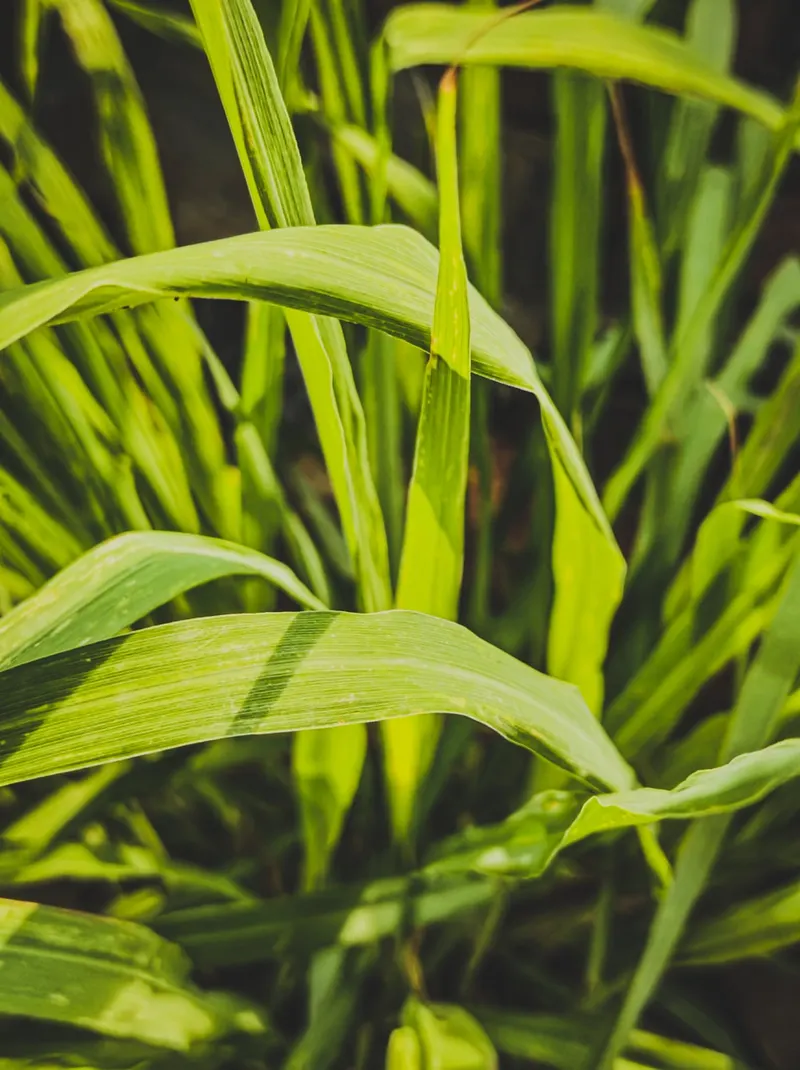 Lemongrass showing strappy leaves and clumping grasslike growth.