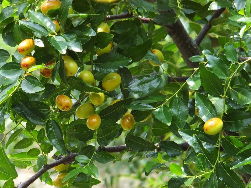 Contorted jujube tree showing foliage and plant structure.