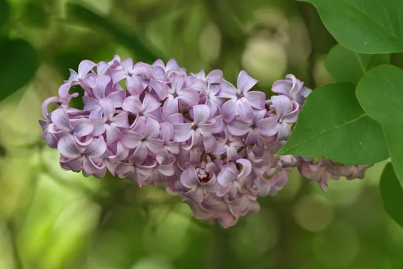 Lilac shrub showing heart-shaped leaves and fragrant flower clusters.