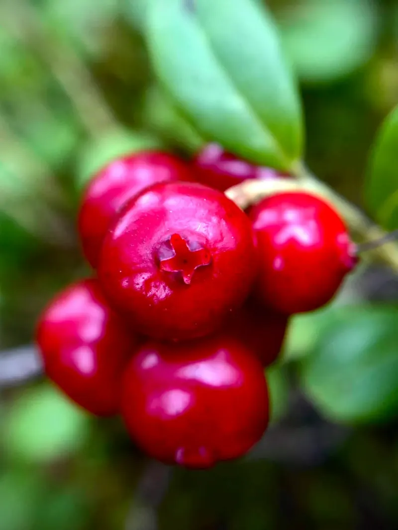 Lingonberry fruit clusters with evergreen leaves.