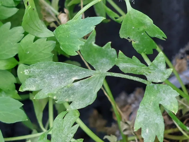 Lovage plant showing celery-like leaves and upright stems.