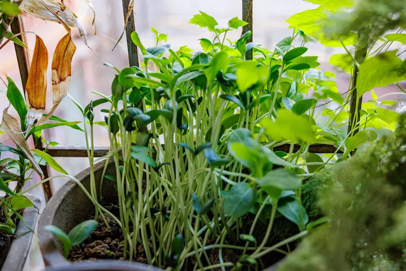Luffa gourd vine showing foliage and plant structure.