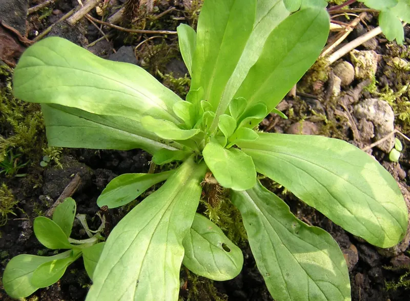 Mache corn salad plant showing low rosette leaves in soil.