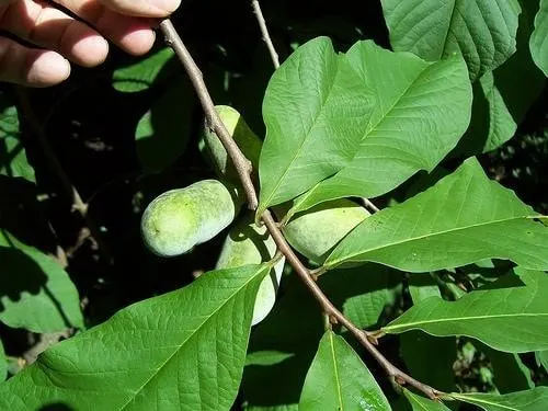 Pawpaw fruit developing among large green leaves.