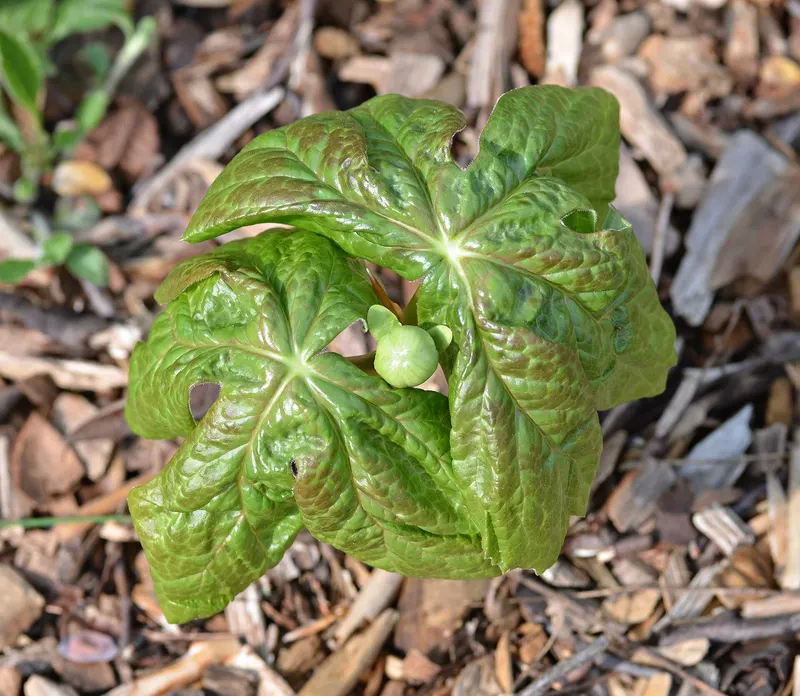 Mayapple plant showing umbrella-like leaves above low woodland growth.