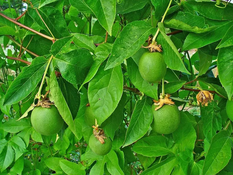 Maypop passionfruit on leafy vines.