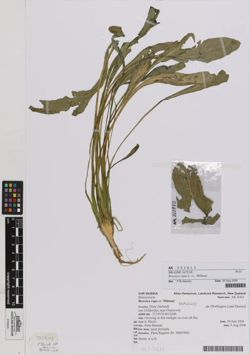 Mibuna plant showing foliage and plant structure.