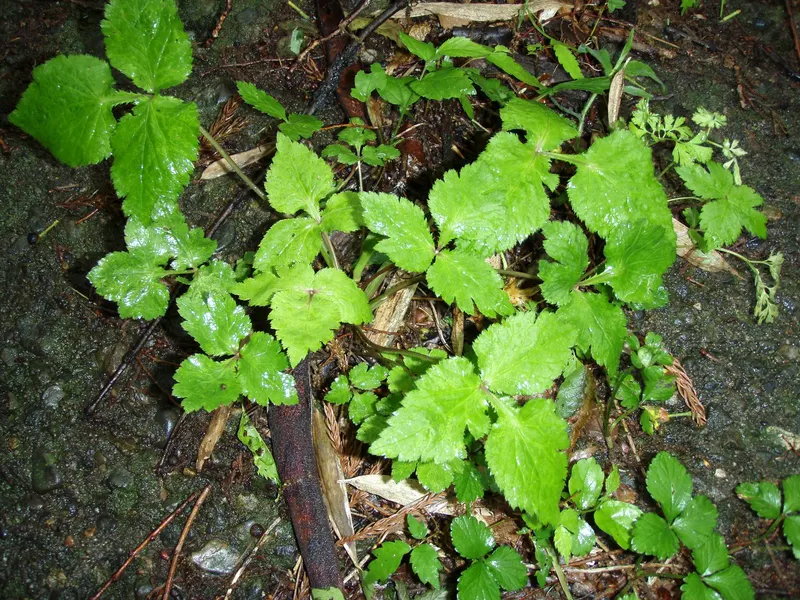 Mitsuba Japanese parsley plant showing foliage and plant structure.