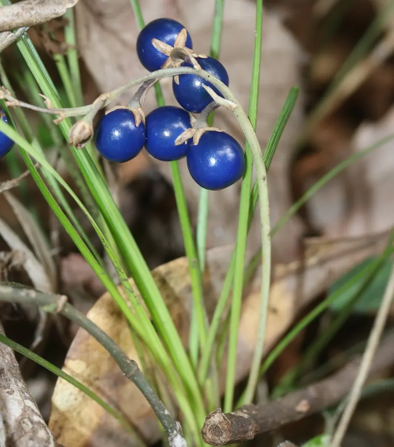 Mondo grass plant showing foliage and plant structure.