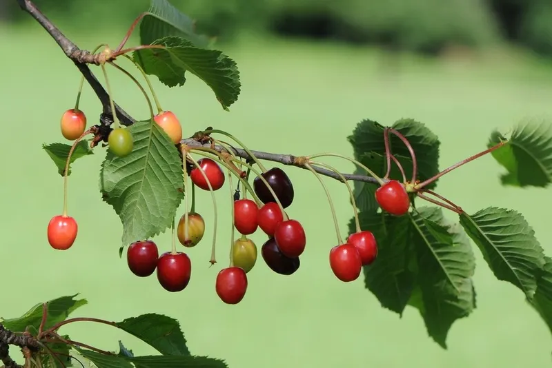 Sour cherries hanging from leafy branches.