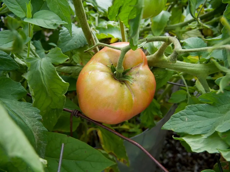 Mortgage Lifter tomato fruit ripening on a leafy vine.