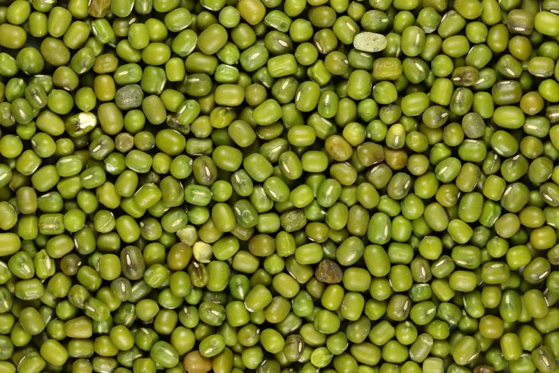 Mung bean plant showing foliage and plant structure.