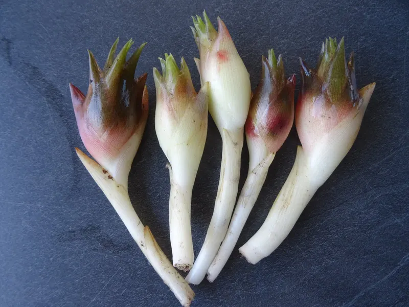 Myoga ginger plant showing foliage and plant structure.