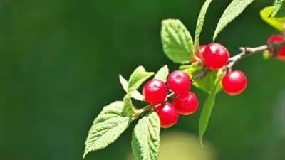 Nanking cherry fruit on a leafy branch.