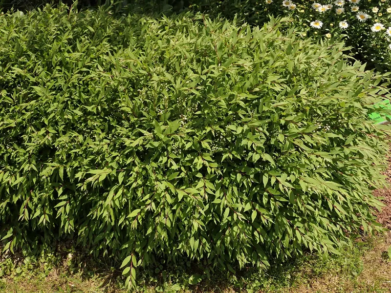 Nikko deutzia shrub showing foliage and plant structure.