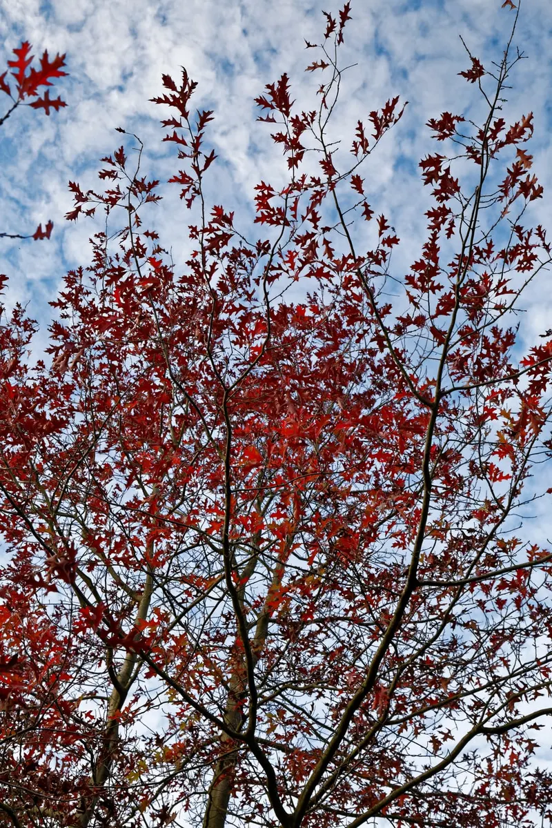 Pin oak showing pointed lobed leaves and tree branch structure.