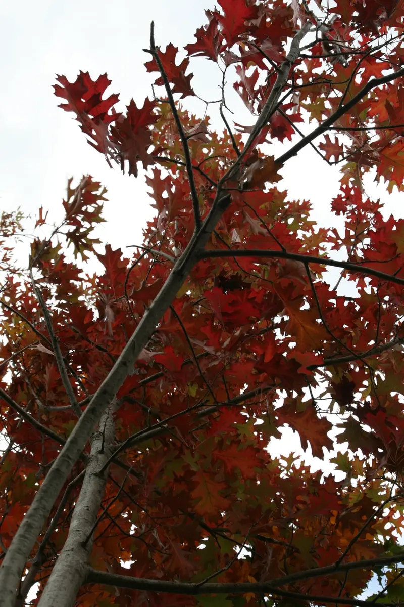 Shumard oak showing lobed leaves and tree branch structure.